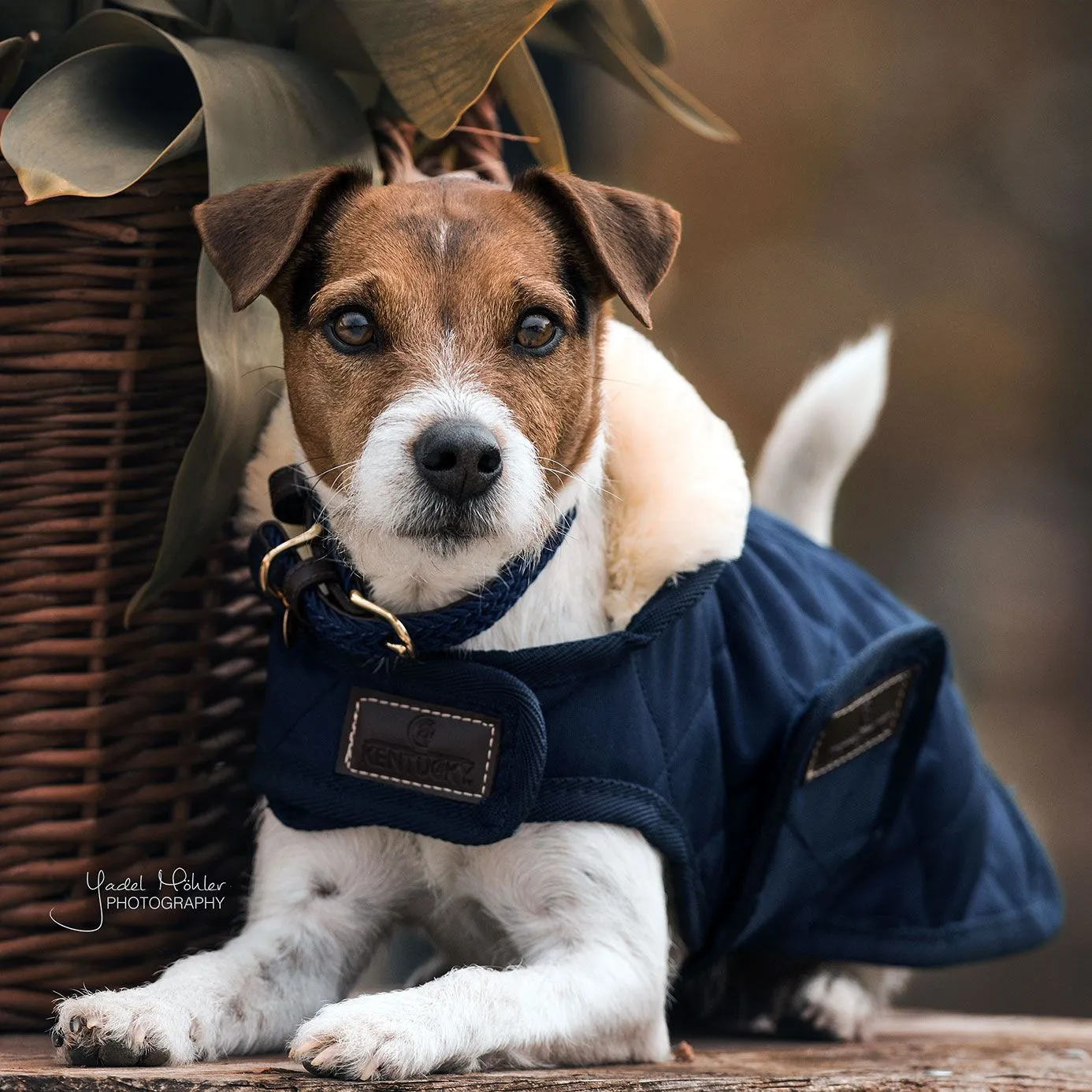 Kentucky Dogwear Dog Coat - Navy