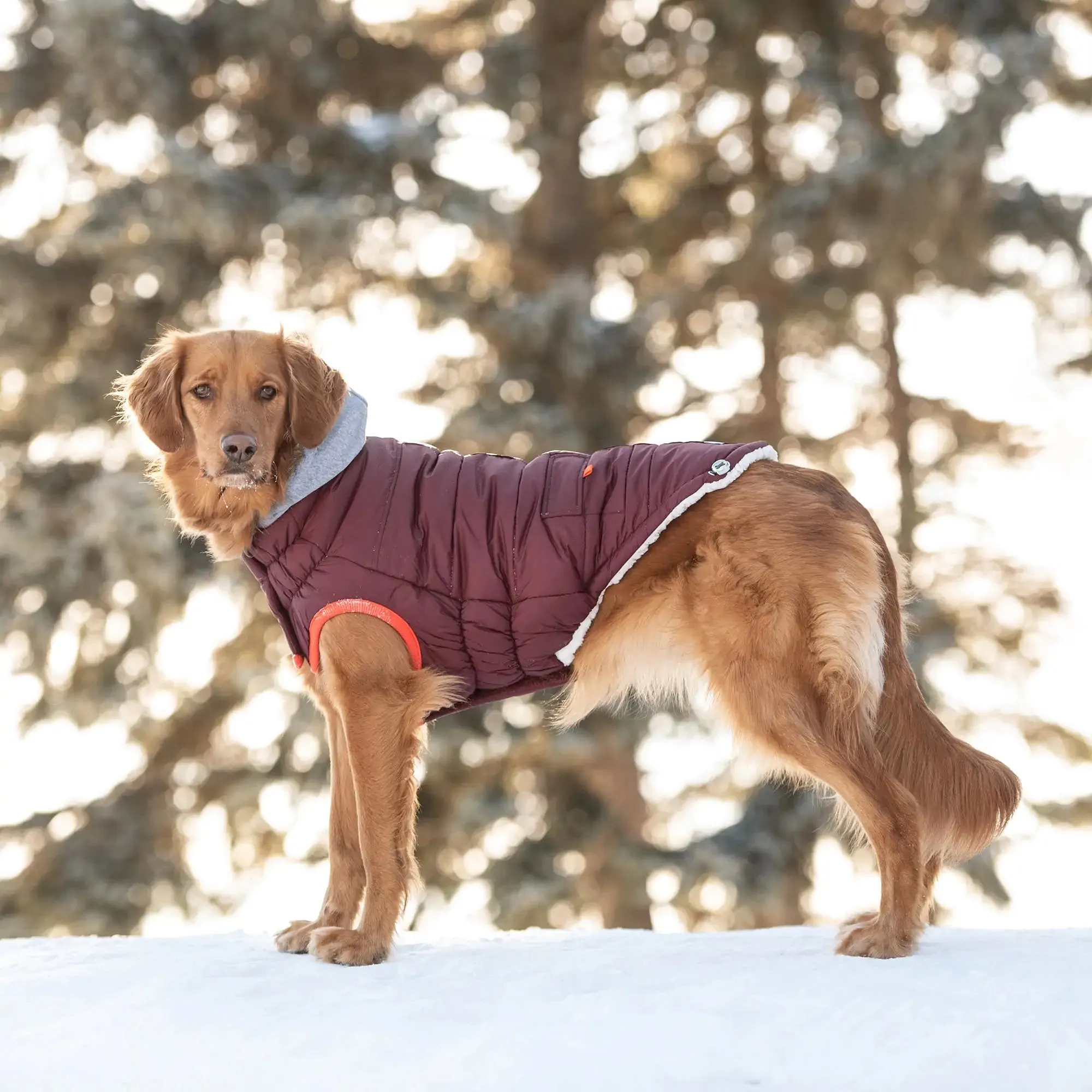 Winter Sailor Dog Parka, Sherpa fleece lining - Burgundy